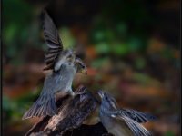 Small Birds238