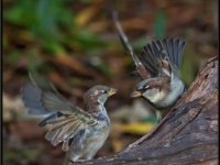 Small Birds240