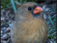Small Birds242