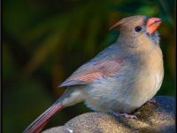 Small Birds244