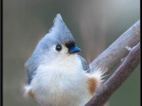 Small Birds25