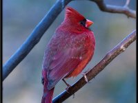 Small Birds3