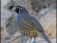Small Birds31