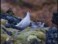 Small Birds