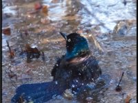 Small Birds34