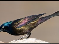 Small Birds35