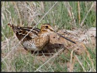 Small Birds42
