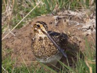 Small Birds43