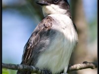 Small Birds47
