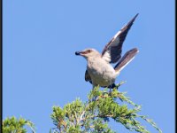 Small Birds51