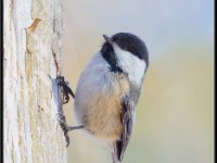 Small Birds57