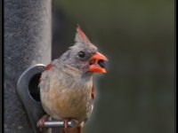 Small Birds6
