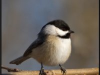 Small Birds62