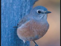 Small Birds63