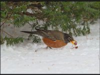 Small Birds66