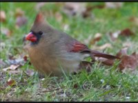 Small Birds7