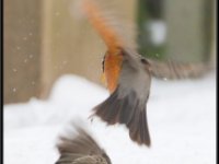 Small Birds70