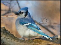 Small Birds78