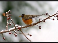 Small Birds8