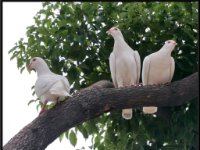 Small Birds86