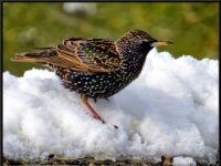 Small Birds87
