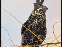 Small Birds90