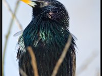 Small Birds91