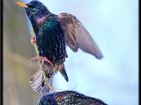 Small Birds96