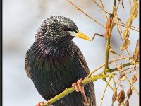 Small Birds98