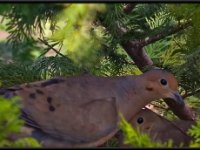 Small%20Birds37-enhanced 1600x1079 U 100 Long Edge gainMap