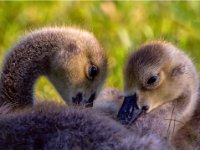 Great Meadows cygnets