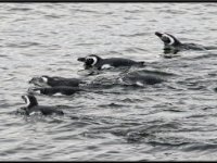 Isla Magdalena 20160319 1328 copy