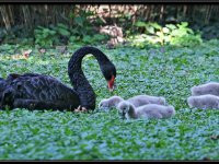 Water Birds