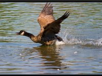 Water Birds10