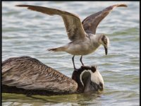 Water Birds102