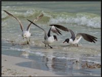 Water Birds103