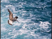 Water Birds104
