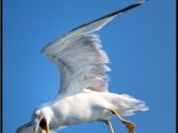 Water Birds105