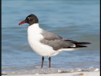 Water Birds106