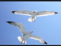 Water Birds107