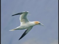 Water Birds108
