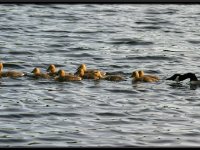 Water Birds12