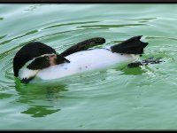 Water Birds13