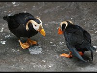Water Birds14
