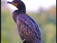Water Birds17
