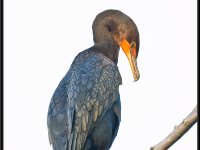 Water Birds18