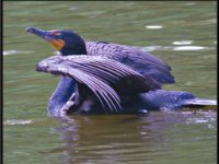 Water Birds19