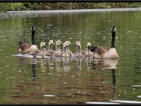 Water Birds2