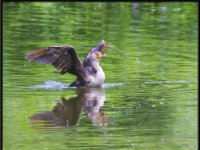Water Birds20