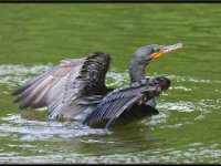 Water Birds21